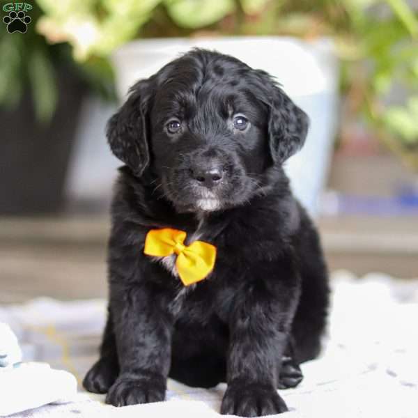 Tate, Golden Mountain Doodle Puppy